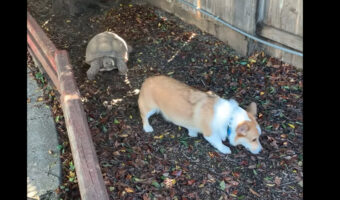 庭で追いかけっこを繰り広げるコーギーとリクガメ。仲良しの2匹は、いつもこうして遊んでいます!