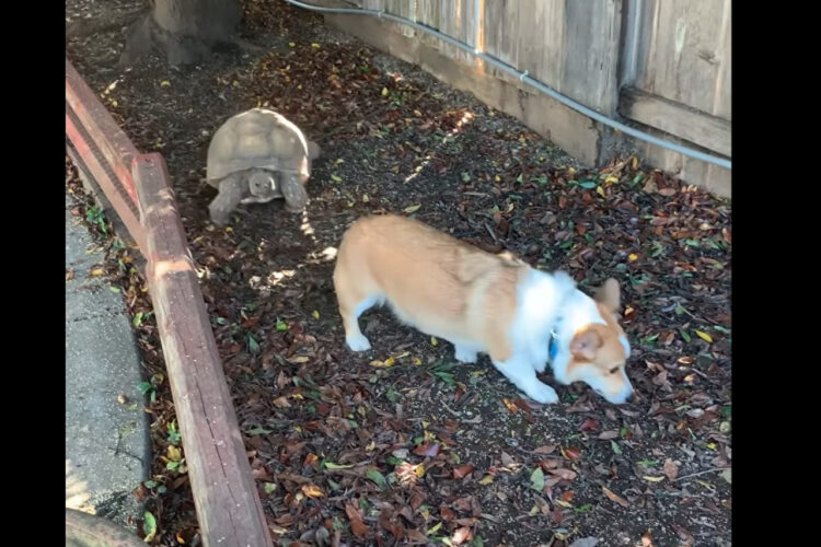 庭で追いかけっこを繰り広げるコーギーとリクガメ。仲良しの2匹は、いつもこうして遊んでいます！