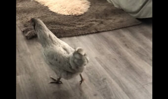 お家の中を散策していたニワトリが急に興奮したように暴れ始めました!その飛びかかった相手とは?!