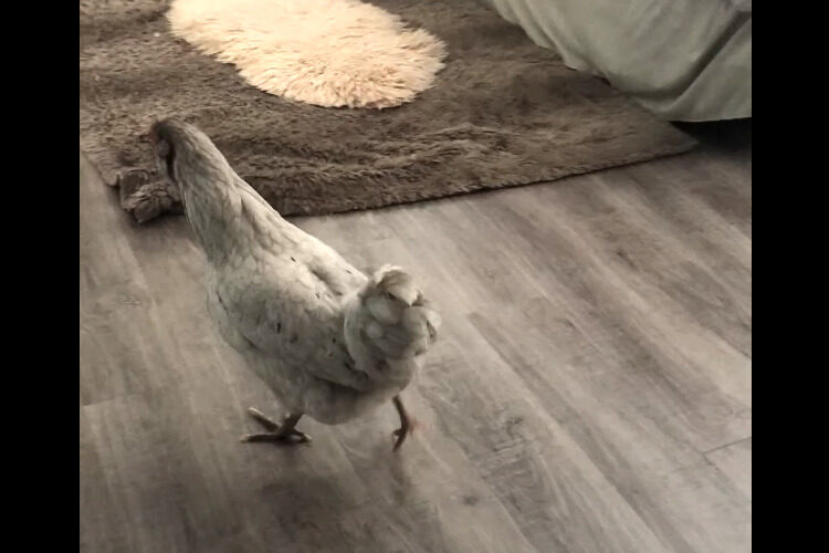 お家の中を散策していたニワトリが急に興奮したように暴れ始めました！その飛びかかった相手とは？！