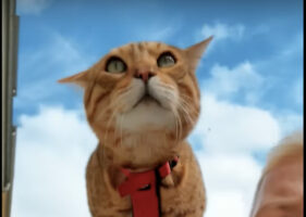 海に向かう猫。自転車を漕ぐ飼い主さんの肩の上で身を乗り出すこの子は、早く泳ぎたくて待ちきれない？？【海外・動画】