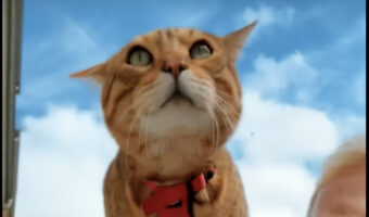 海に向かう猫。自転車を漕ぐ飼い主さんの肩の上で身を乗り出すこの子は、早く泳ぎたくて待ちきれない？？【海外・動画】