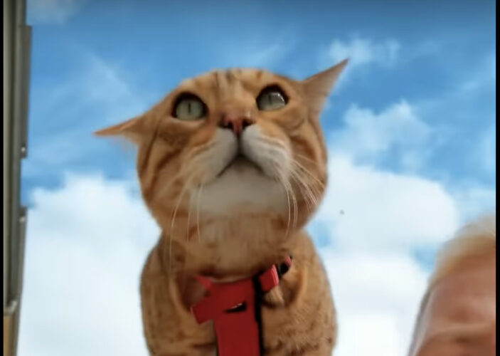 海に向かう猫。自転車を漕ぐ飼い主さんの肩の上で身を乗り出すこの子は、早く泳ぎたくて待ちきれない？？【海外・動画】
