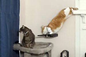 妹がよそ見している間に盗み食いする兄猫。そんな悪さもすぐに妹にバレて・・、鉄拳制裁されちゃいました！！【アメリカ・動画】