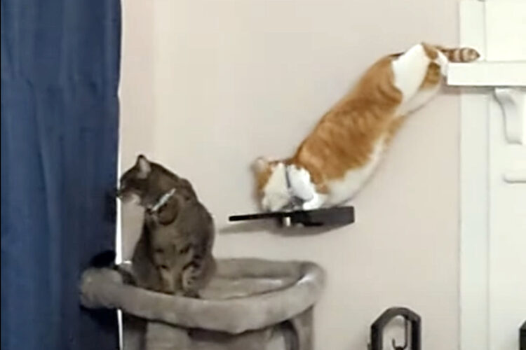 妹がよそ見している間に盗み食いする兄猫。そんな悪さもすぐに妹にバレて・・、鉄拳制裁されちゃいました！！【アメリカ・動画】