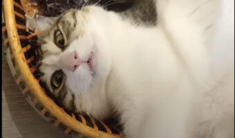 お気に入りのバスケットに入って横になる猫。だけど大変な体勢になっていますよ?!【海外・動画】