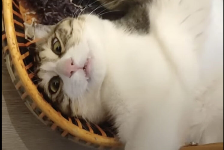 お気に入りのバスケットに入って横になる猫。だけど大変な体勢になっていますよ？！【海外・動画】