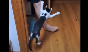 子猫は飼い主さんを驚かせたい！物陰に身を潜ませてから「ばあっ！」と姿を見せるのですが・・、毎日やりすぎちゃったかも？？