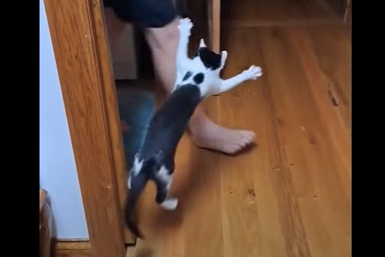 子猫は飼い主さんを驚かせたい！物陰に身を潜ませてから「ばあっ！」と姿を見せるのですが・・、毎日やりすぎちゃったかも？？