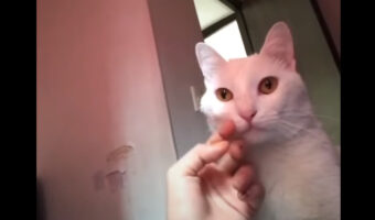 突如態度が豹変した猫様！！撫でてあげて気分良くしていると思ったら・・