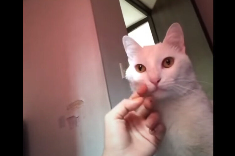 突如態度が豹変した猫様！！撫でてあげて気分良くしていると思ったら・・