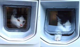 初めてのペットドアを子猫はくぐることができるかな?おててでツンツンとつついて開けることに成功すると・・