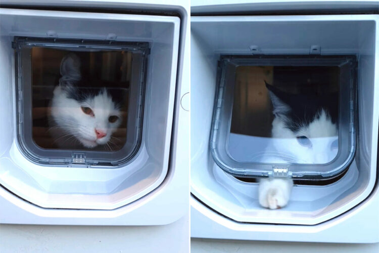 初めてのペットドアを子猫はくぐることができるかな？おててでツンツンとつついて開けることに成功すると・・