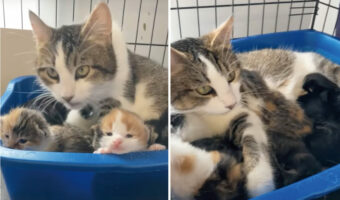 ママと一緒の時間を過ごす子猫の赤ちゃん。ママに抱っこしてもらう子もいれば、ミルクを飲むのに大忙しな子もいます！！