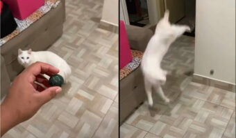 猫はスーパーボールに夢中!何度もバウンドするのを追うのが楽しいみたい!!【海外・動画】