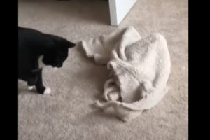 「怪しい奴め！」とパンチを繰り出す猫。猫パンチをされても相手からのリアクションはありませんが・・