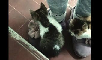 かわいい靴が気に入った?靴に飛び乗った子猫は階段をのぼっていく間も離れません!!【海外・動画】