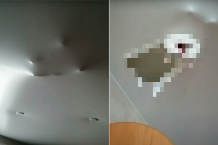 天井裏になにかいる！？いったいなにごとかと思ったら・・・、その正体にキュン！としちゃう