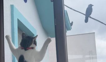 外にいるカラスが気になる猫。窓にべったり張り付いて・・じっとその様子を窺っています【海外・動画】