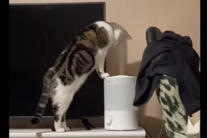 子猫はフェイシャルケア中？加湿器の噴出口の前でじっとしているその姿は、毛並みにうるおいを与えているみたい【アメリカ・動画】