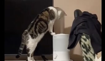 子猫はフェイシャルケア中?加湿器の噴出口の前でじっとしているその姿は、毛並みにうるおいを与えているみたい【アメリカ・動画】