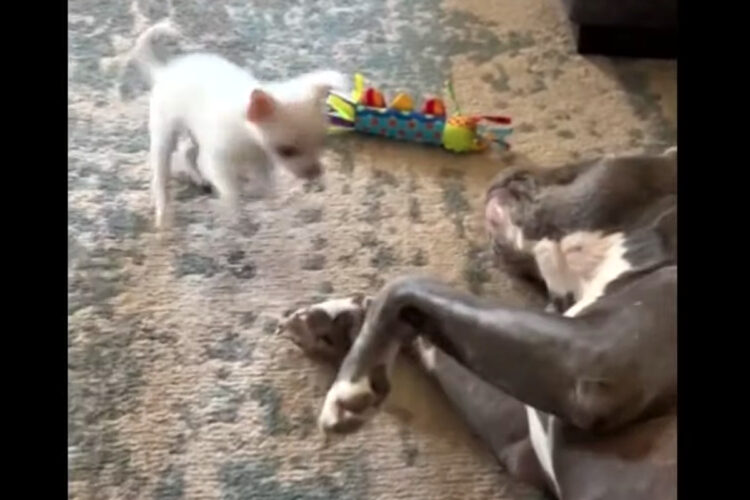 ピットブルを翻弄するのは小さなチワワ？！小回りの利く体とスピードを活かして、何度も飛びかかります！！