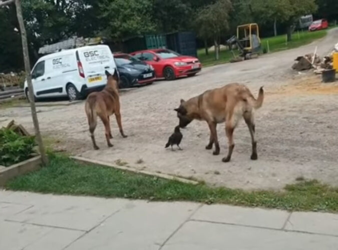 愛犬たちの親友はカラス？！追いかけっこして遊んだり、一緒に水を飲む仲良しなその姿にほっこり！！