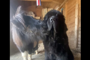 ミニチュアホースがキスをたくさん送るそのお相手は・・、体格差を感じられない大きな犬です！！