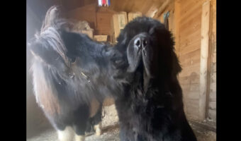 ミニチュアホースがキスをたくさん送るそのお相手は・・、体格差を感じられない大きな犬です!!