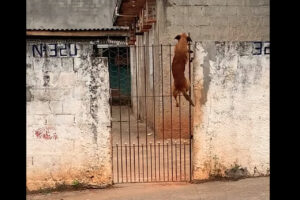 柵越えに挑む犬。侵入防止のネットを逆に利用してみせた結果・・【海外・動画】