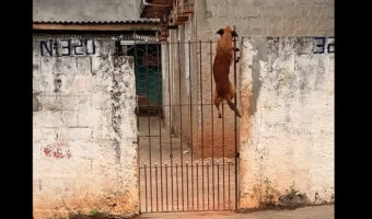 柵越えに挑む犬。侵入防止のネットを逆に利用してみせた結果・・【海外・動画】