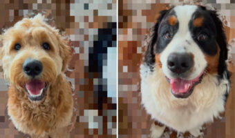 ゴキゲンな様子でお出迎えしてくれた愛犬たち。楽しげな表情をしていて何よりなのですが、お家の中は大変なことに・・