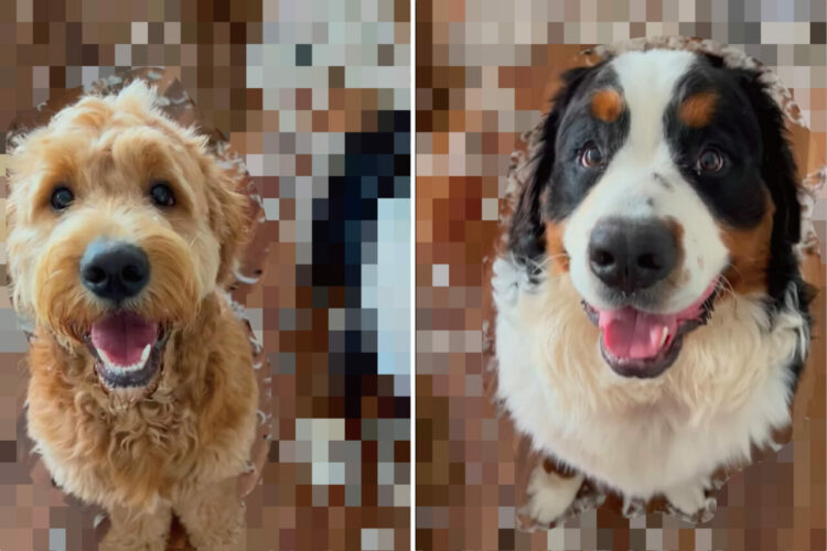 ゴキゲンな様子でお出迎えしてくれた愛犬たち。楽しげな表情をしていて何よりなのですが、お家の中は大変なことに・・