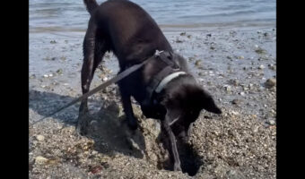 ビーチで穴掘りに奮闘する愛犬。ところが掘れども掘れども穴が埋まるし、海水がしみ出てきます・・!!【海外・動画】