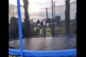 トランポリンで遊ぶ愛犬。時にはハプニングも起きますが・・、それでもトランポリンはやめられないみたいです！！
