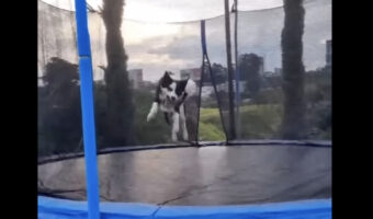 トランポリンで遊ぶ愛犬。時にはハプニングも起きますが・・、それでもトランポリンはやめられないみたいです!!