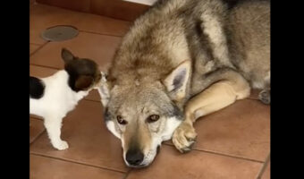 そばにいた犬の耳をグルーミングする子犬。ところがペロペロするどころか、ついパクっとしちゃって・・！！