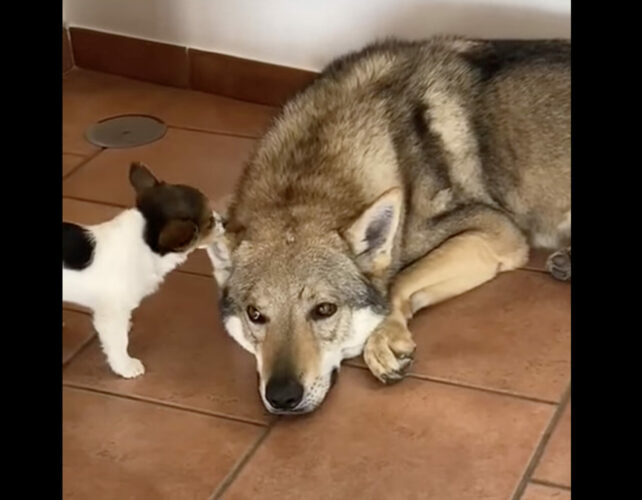 そばにいた犬の耳をグルーミングする子犬。ところがペロペロするどころか、ついパクっとしちゃって・・！！