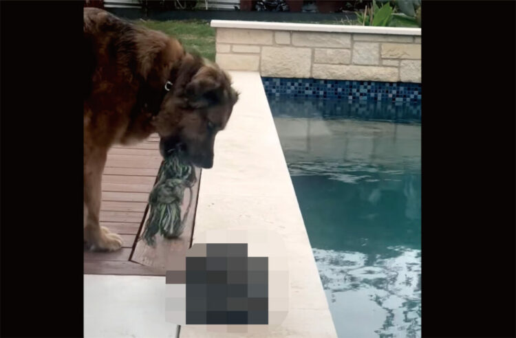 親友と遊びたい愛犬。ボールやロープなどたくさん遊び道具を用意していますが・・、一緒にそれらで遊ぶのは難しそうだよ？？