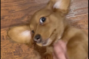 飼い主さんにかまってほしいダックスフンド。足元でゴロンと転がり撫でてと強烈アピール！通り過ぎられてしまっても諦めません！！