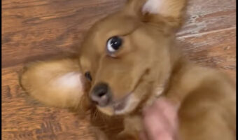 飼い主さんにかまってほしいダックスフンド。足元でゴロンと転がり撫でてと強烈アピール!通り過ぎられてしまっても諦めません!!