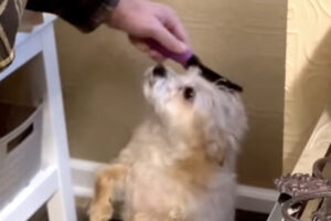 飼い主さんがしてくれるブラッシングが大好き！毎日おねだりアピールする愛犬がかわいすぎる！！