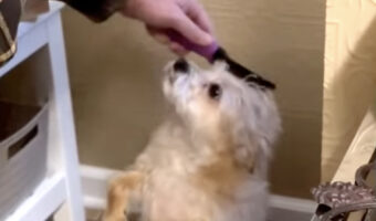 飼い主さんがしてくれるブラッシングが大好き！毎日おねだりアピールする愛犬がかわいすぎる！！