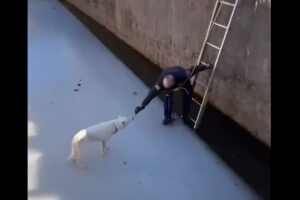 大変！深さのある水路に犬の姿が！！さっそく救助活動がはじまります【海外・動画】