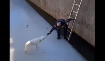 大変!深さのある水路に犬の姿が!!さっそく救助活動がはじまります【海外・動画】