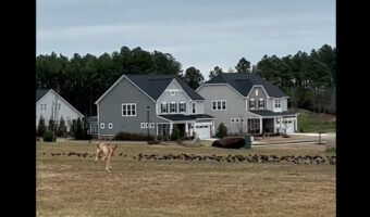 子犬は原っぱで野鳥の群れを発見！すると群れを囲むようにして追っていきました・・、これって本能？？【アメリカ・動画】