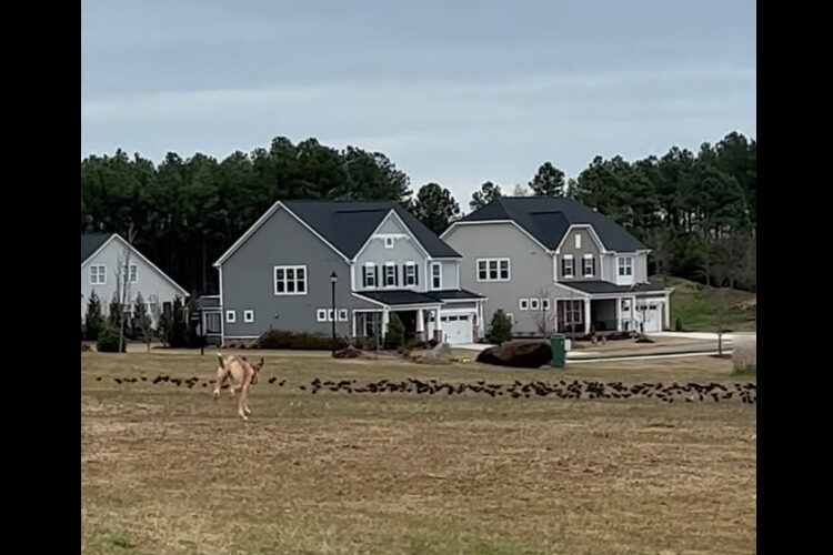 子犬は原っぱで野鳥の群れを発見！すると群れを囲むようにして追っていきました・・、これって本能？？【アメリカ・動画】