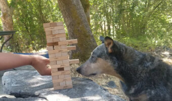 オーストラリアン・キャトル・ドッグは飼い主さんとジェンガに挑戦！上手にブロックを抜いています！！