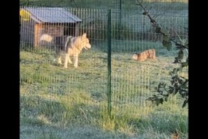 庭のケージで暮らすウサギが脱走！向かった先には、いつもケージ越しに会っていたハスキー犬が！！楽しそうに一緒に遊んでいます