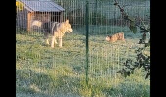 庭のケージで暮らすウサギが脱走!向かった先には、いつもケージ越しに会っていたハスキー犬が!!楽しそうに一緒に遊んでいます